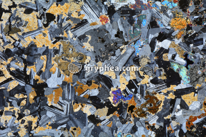 Gabbro LPA x3,5 - gryphea.com